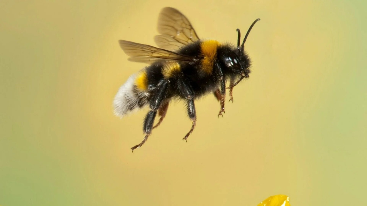 Фото с сайта: https://legacy.machaao.com/b/thesun.co.uk/https-www-thesun-co-uk-fabulous-22789111-live-river-bees-in-house-trick-repels-easy