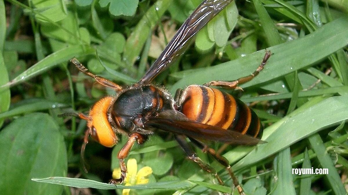 Фото с сайта: https://royumi.com/ja/category/daily-ja/