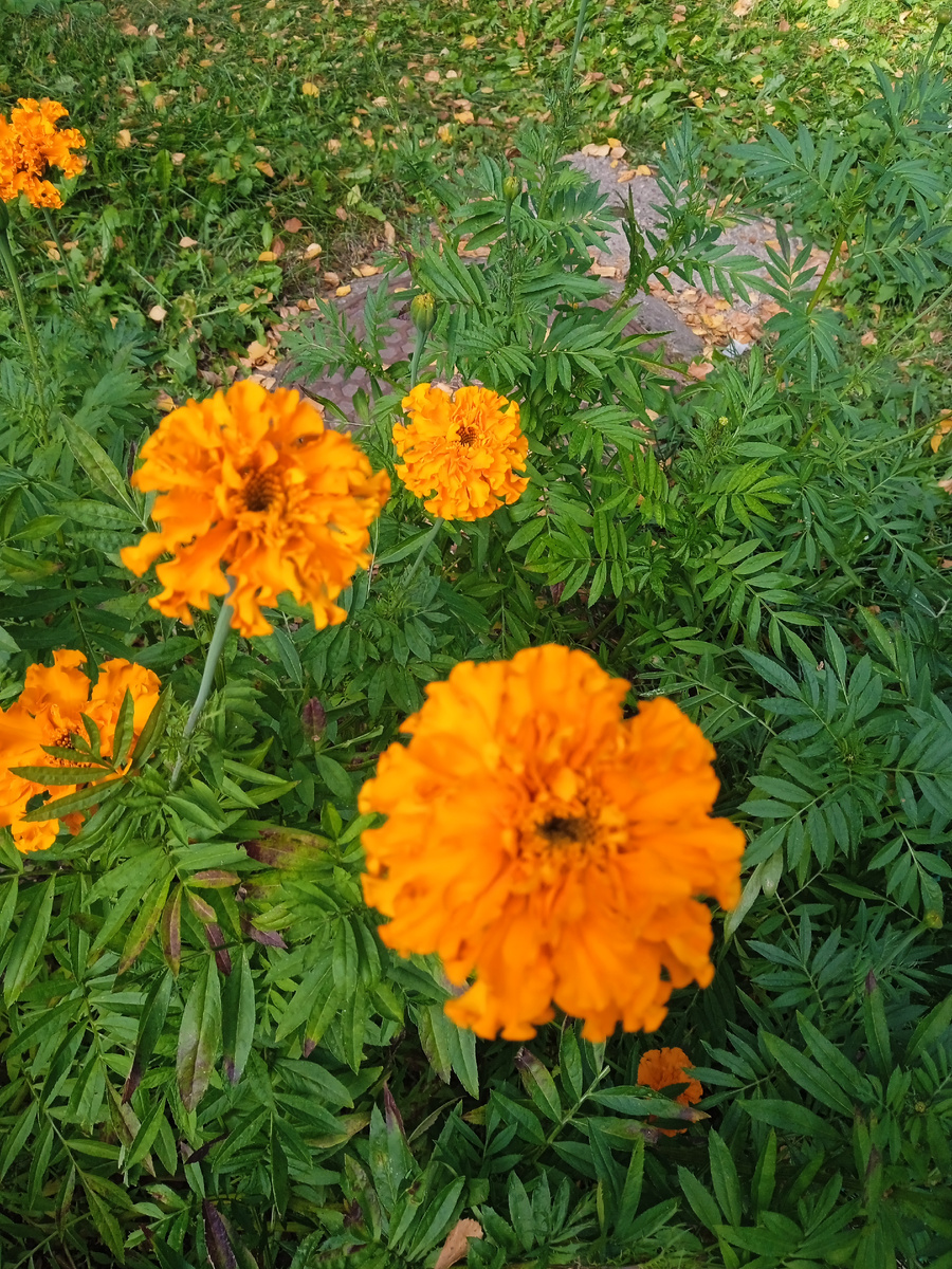 Бархатцы из моего огорода