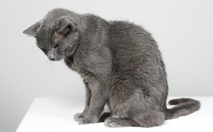 источник фото: https://fb.ru/media/i/2/9/7/7/3/8/3/i/2977383.jpg