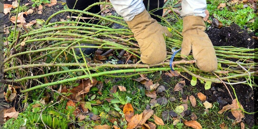 Осенние работы в розарии: как размножить, обрезать и правильно подготовить розы к зиме