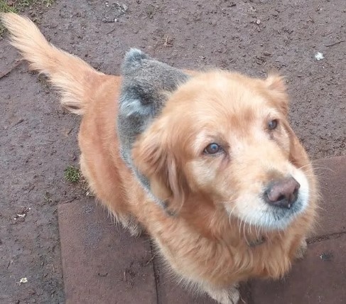 
Хозяин Дэнни решил, что самым оптимальным будет отцепить коаленка от собаки, посадить его на дерево и ждать, когда за ним придет его мама. И вскоре, действительно, за потеряшкой вернулась коала — коаленок уселся к ней на шею, и семья воссоединилась. А добрый Дэнни, вероятно, отделался легким испугом — не каждый день к тебе на холку залезает детеныш другого биологического вида.
