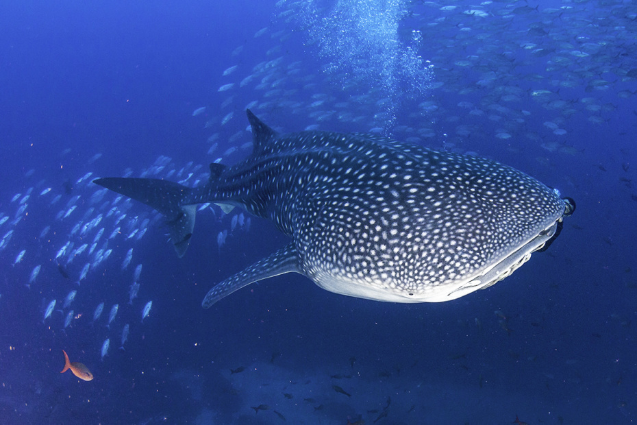    Shutterstock/FOTODOM