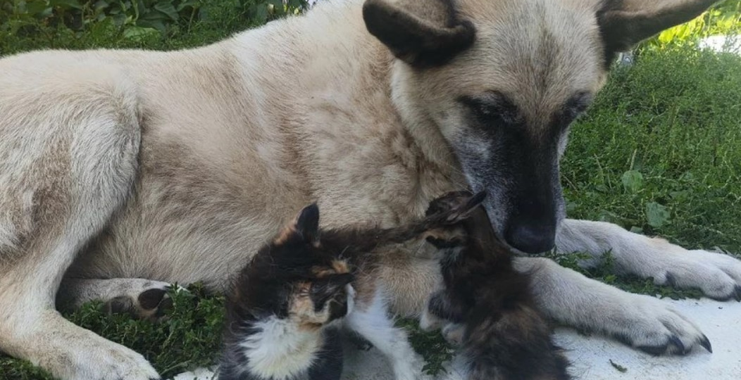 Собака стала приемной мамой для более ста котят 💖