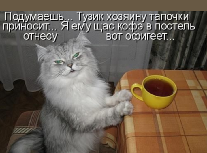 Милота воскресенья, забавные кото-мемы