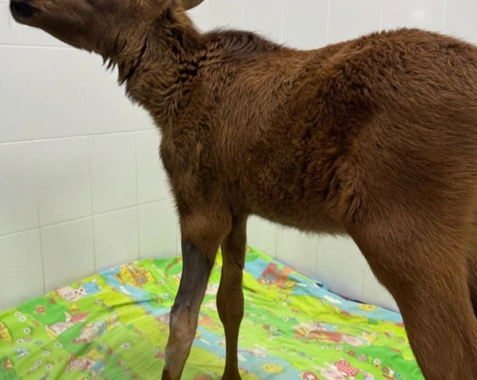 Двух осиротевших лосят нашли волонтеры 🥺