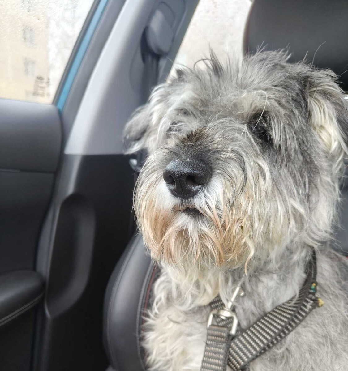 Вот так Изабелла становится петербурженкой