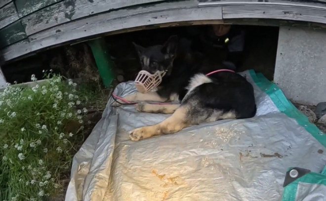    © официальное сообщество «Кошкиспас»/ВКонтакте