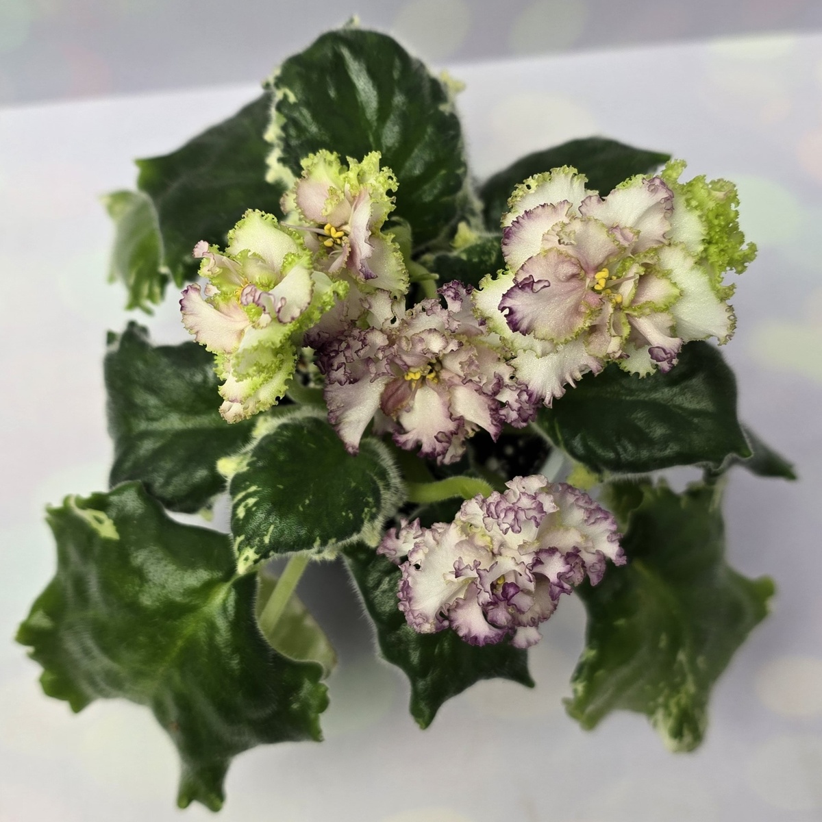 АВ-Буря Эмоций