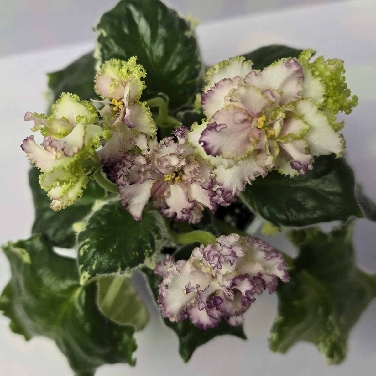 АВ-Буря Эмоций