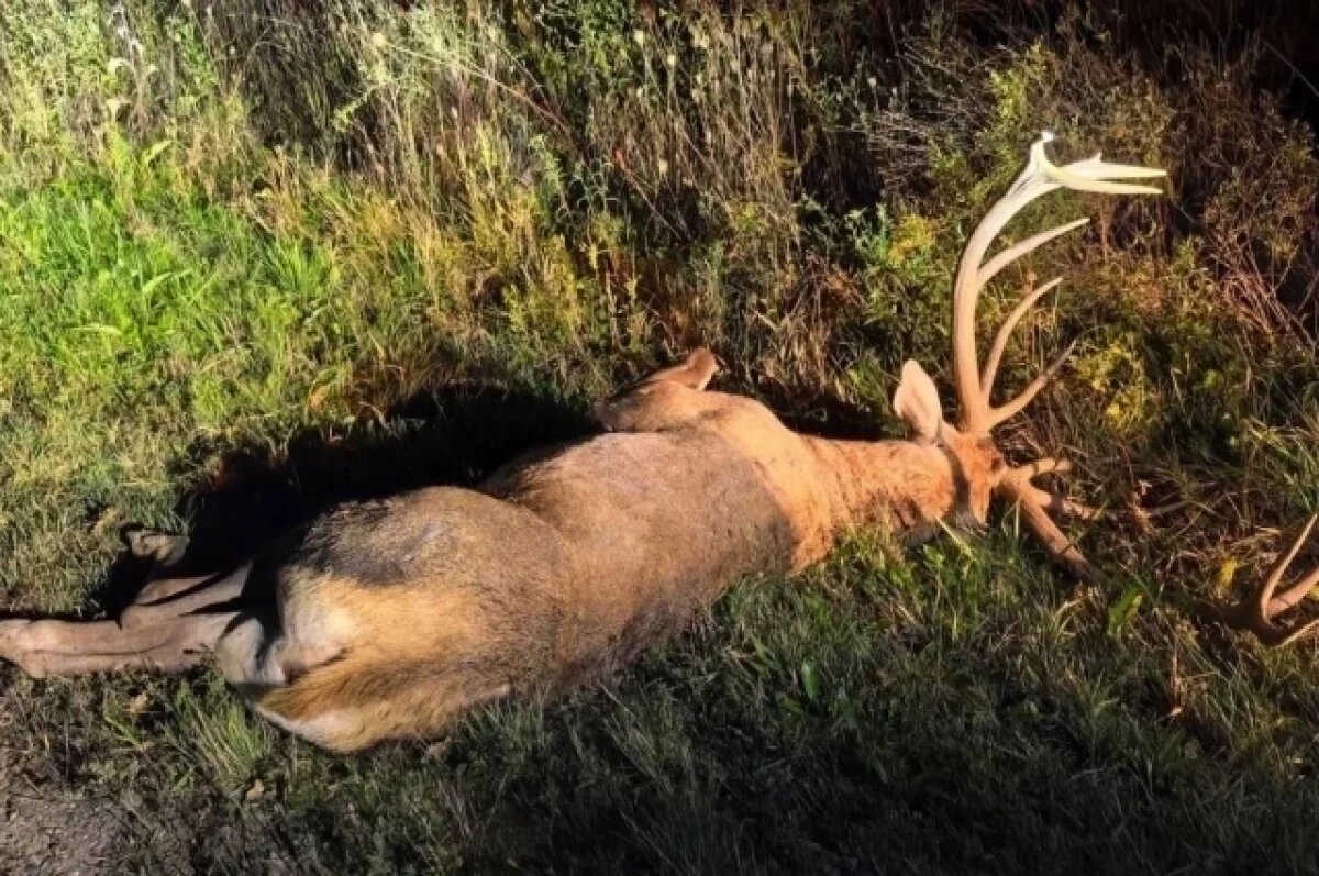    На Кубани разыскивают водителя, сбившего на машине краснокнижного оленя