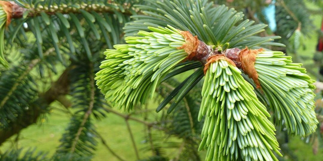 Хвоя против проволочника и плесени: старый лесной способ для сильной земли