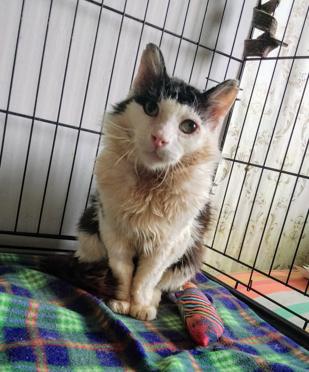 Правда, Дед похож на куна? 