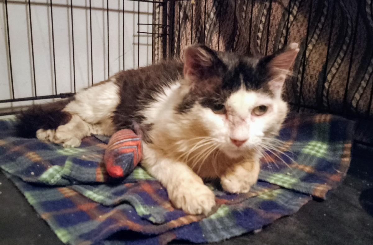 Бедняга, и тут бьют