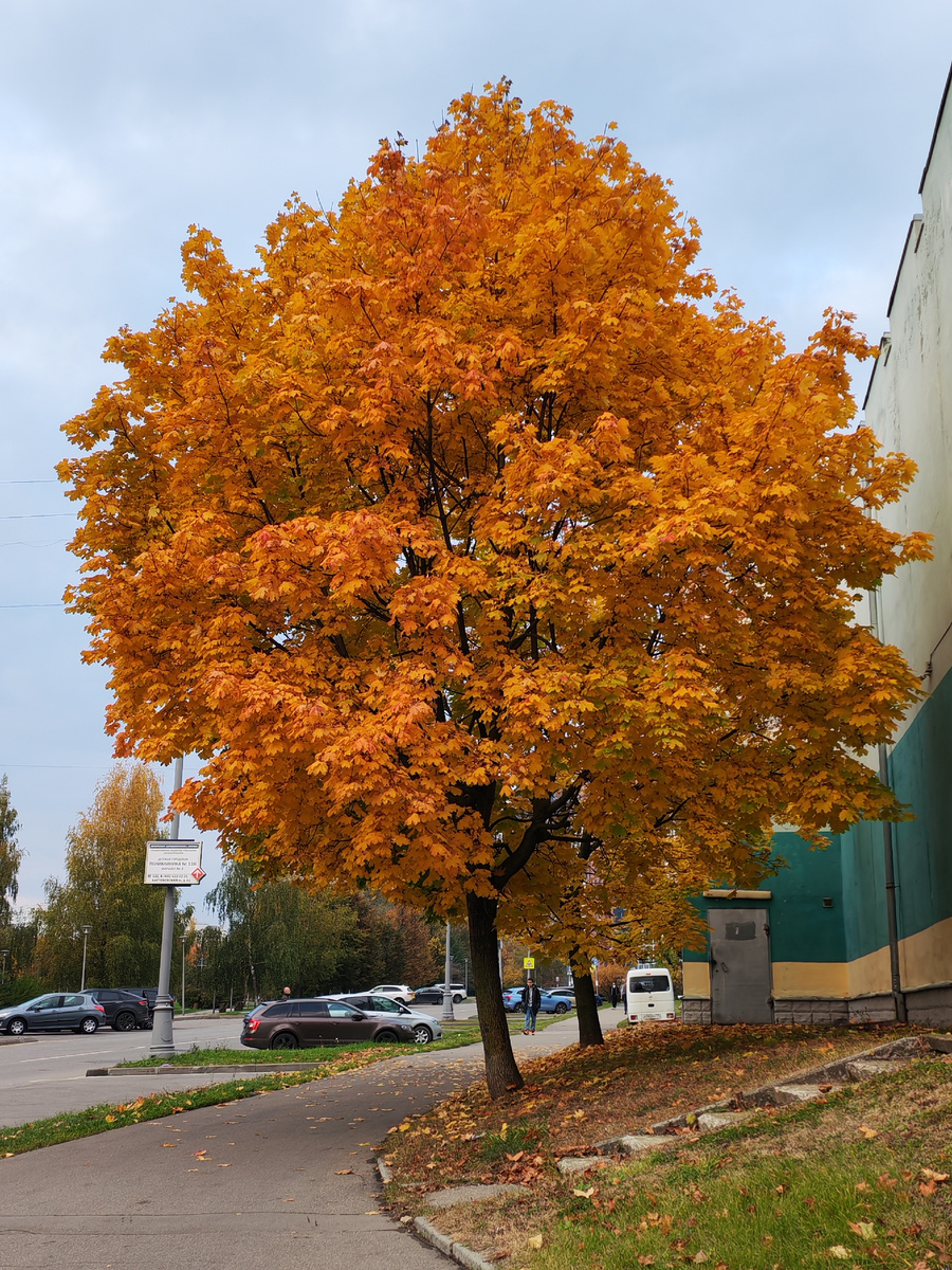 Краски Московской осени