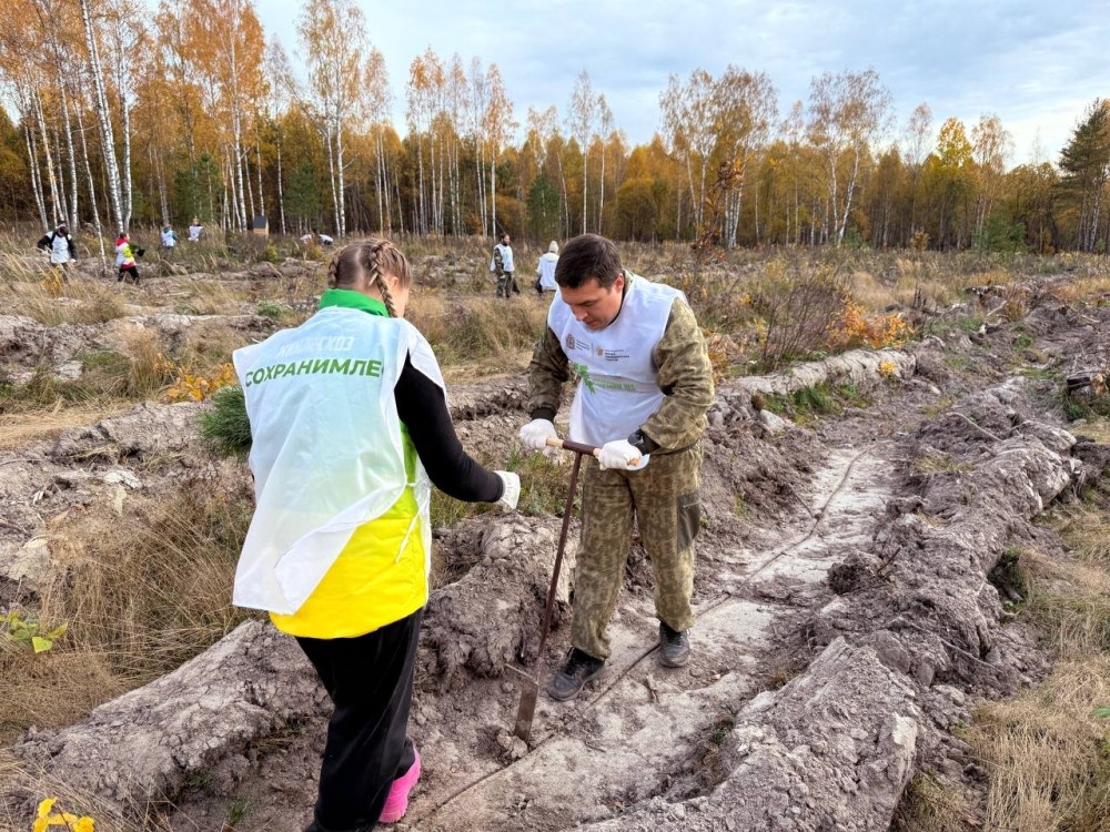    В Шатковском лесничестве высадили более 20 тысяч сеянцев сосны
