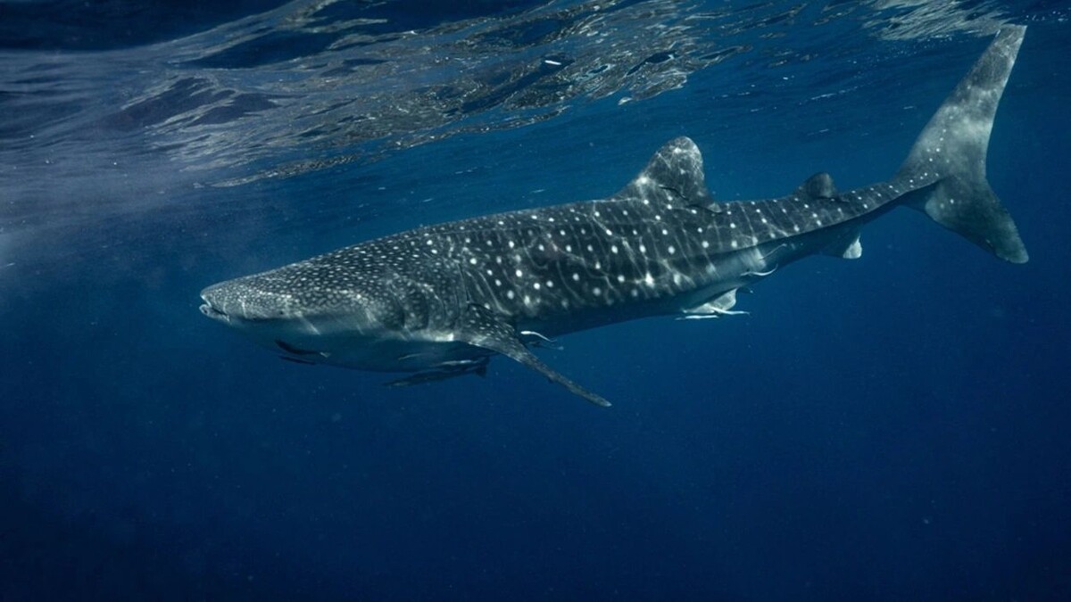    Фото: Varit Soponpis/Shutterstock/Fotodom