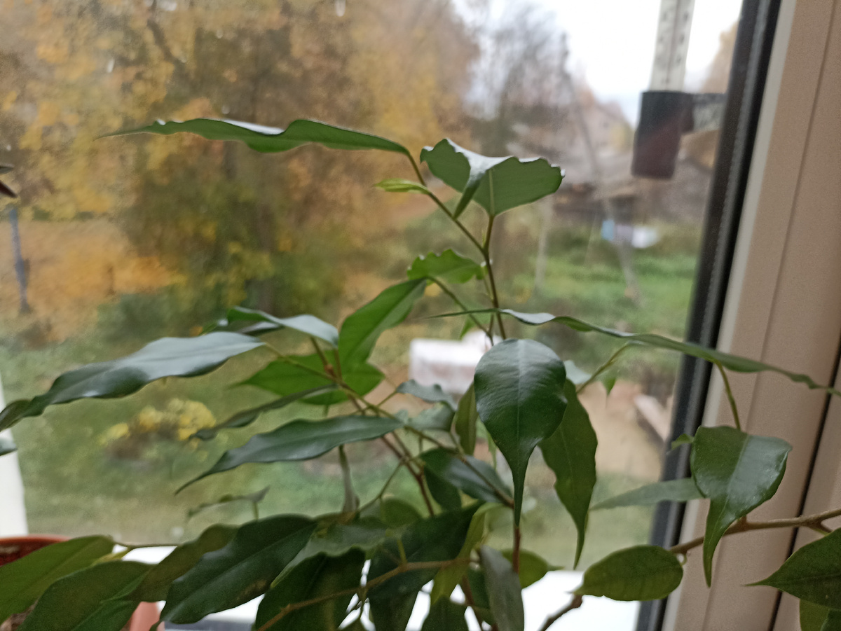 Фикус «Экзотика» встречает осень