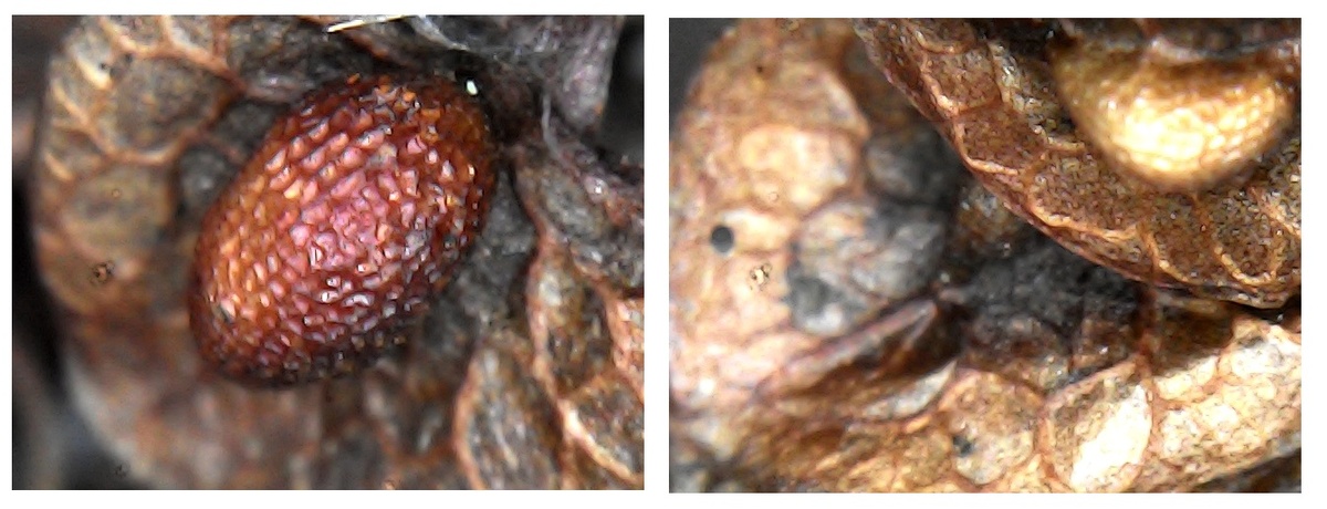 Предметы украшения интерьера инопланетными расами. Бронза. Чеканка. Литьё.