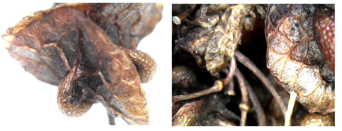 Инопланетянин: автопротрет (слева). Щупальца (справа)