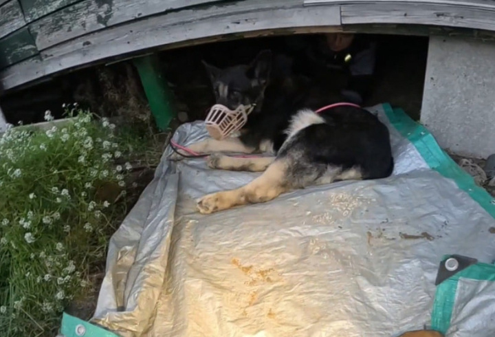 фото: «Кошкиспас»