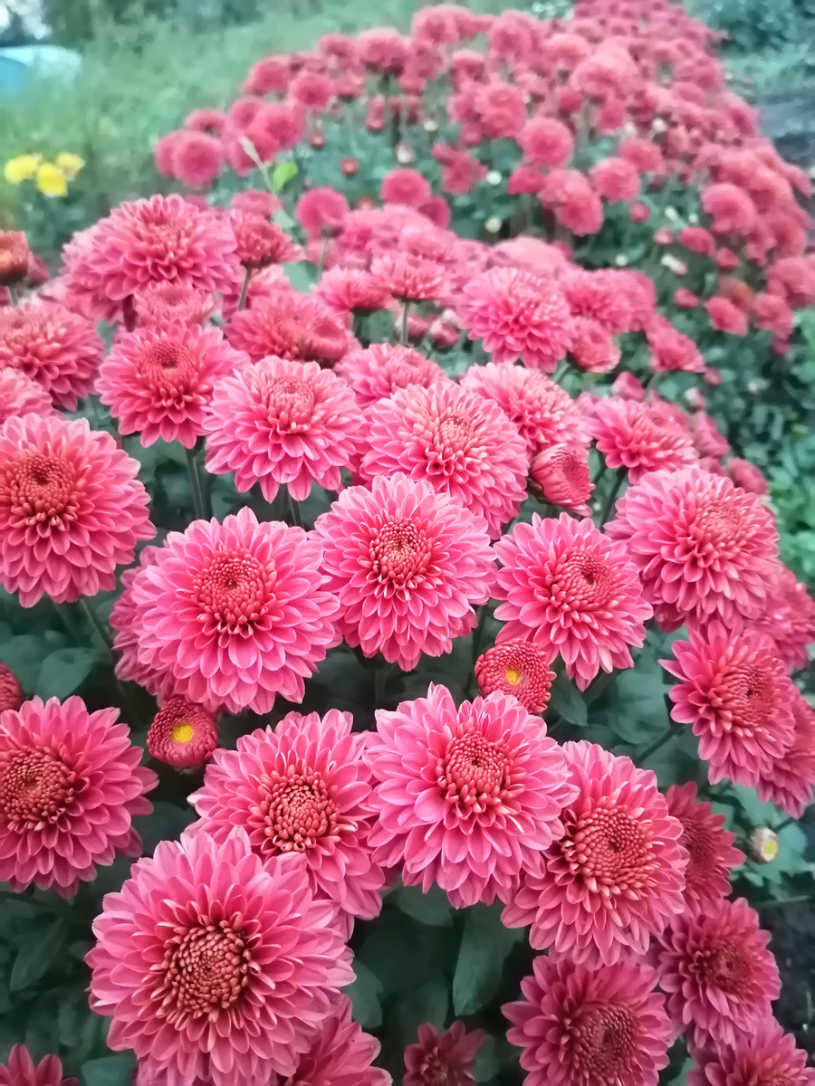 Корейская шаровидная хризантема "Коралловый помпон" 