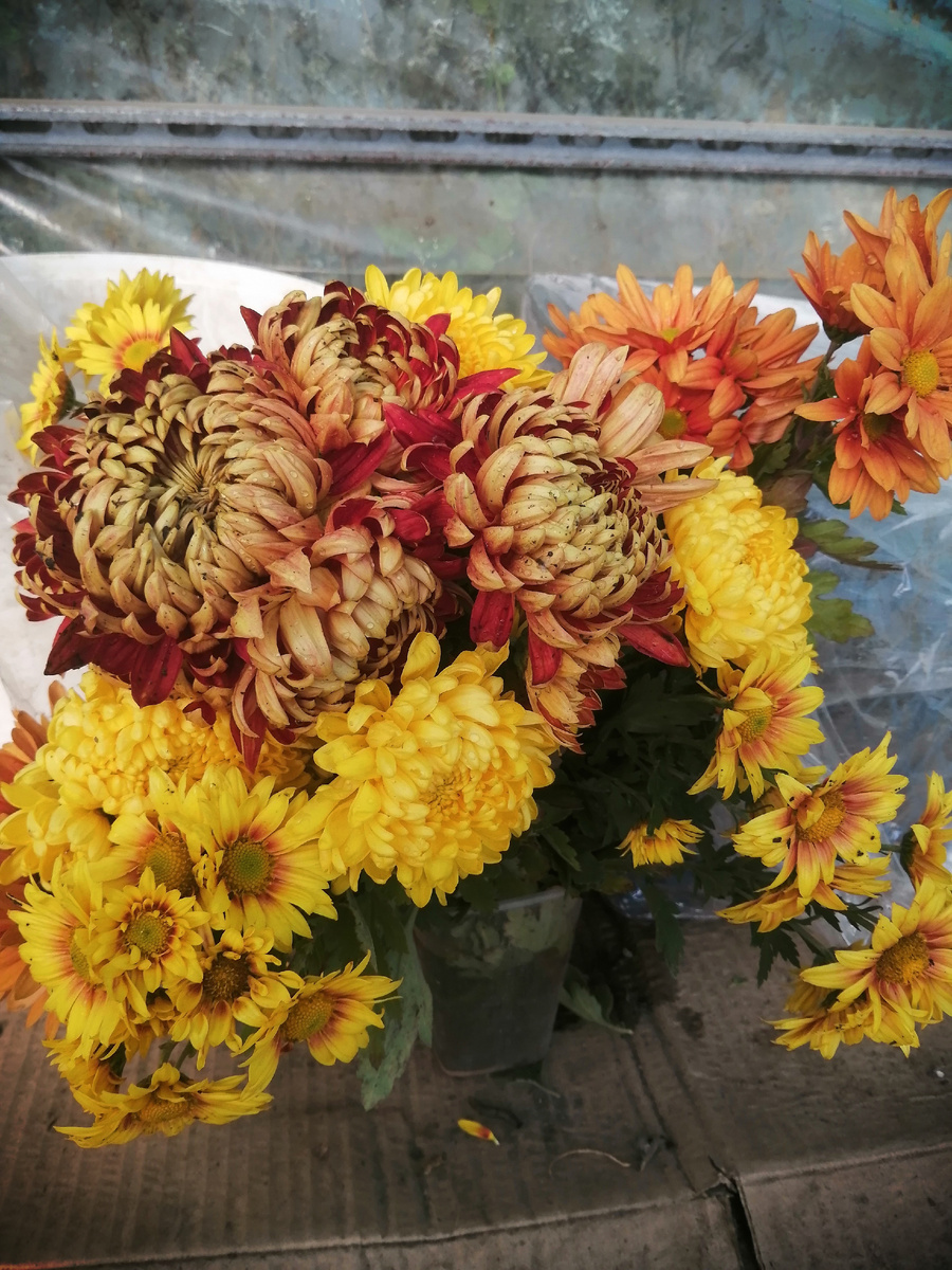 Осенний солнечный букет из крупноцветковых хризантем