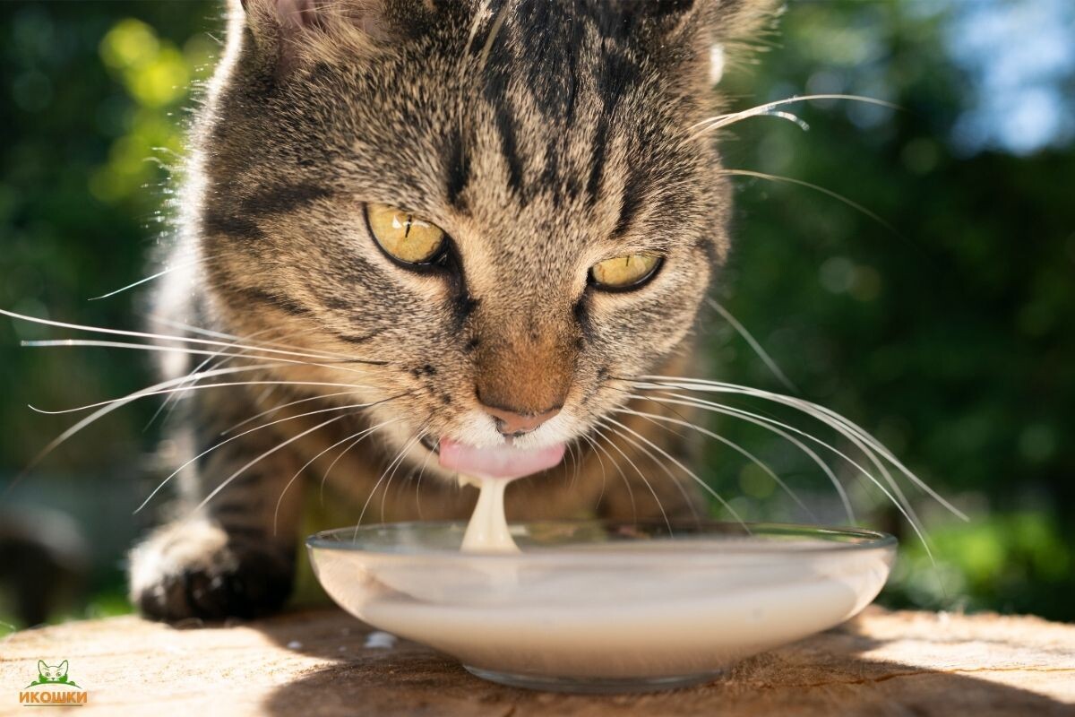 Можно ли кошкам сливки