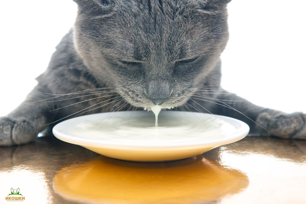 Можно ли котам давать сливки