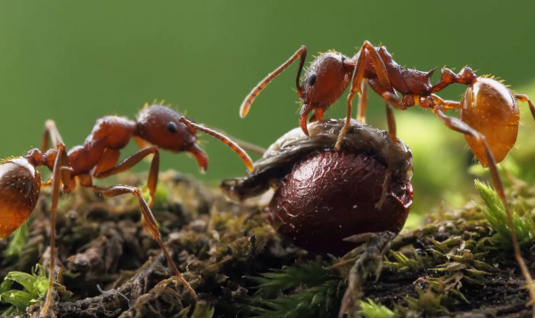 Муравьи помощники. Скрин автора из инета