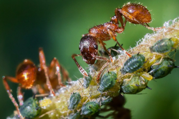 Муравьи пасут тлю. Скрин автора из инета