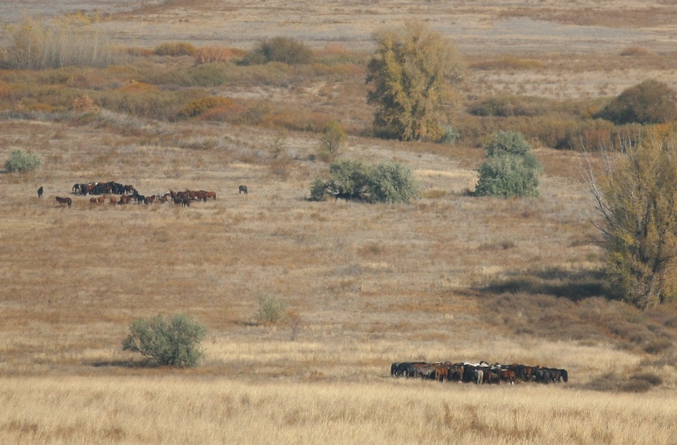 Вид с яшмовой горы Полковник на долину Ори.
