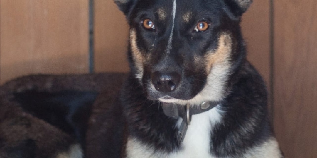 🐕💔 СРОЧНО НУЖЕН ХОЗЯИН! "Моему хозяину…" - трогательное письмо от Герды, которое растопит ваше сердце! 🙏