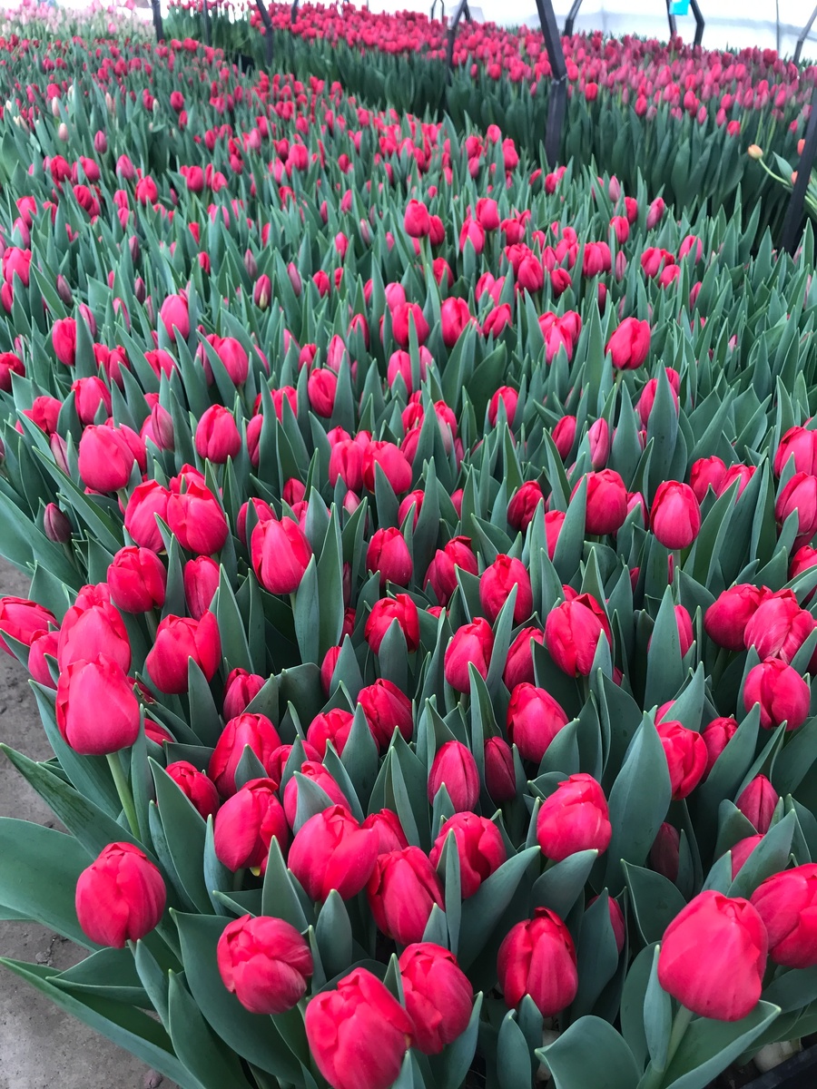 Сезон 2025 года