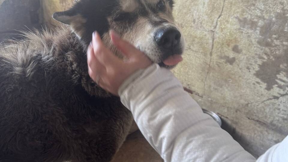 Больной маламут с Воргашора оказался тоже в отлове