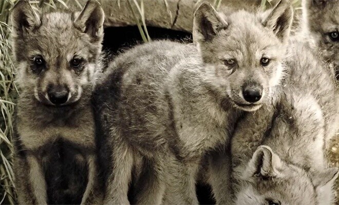 Фото из Яндекса