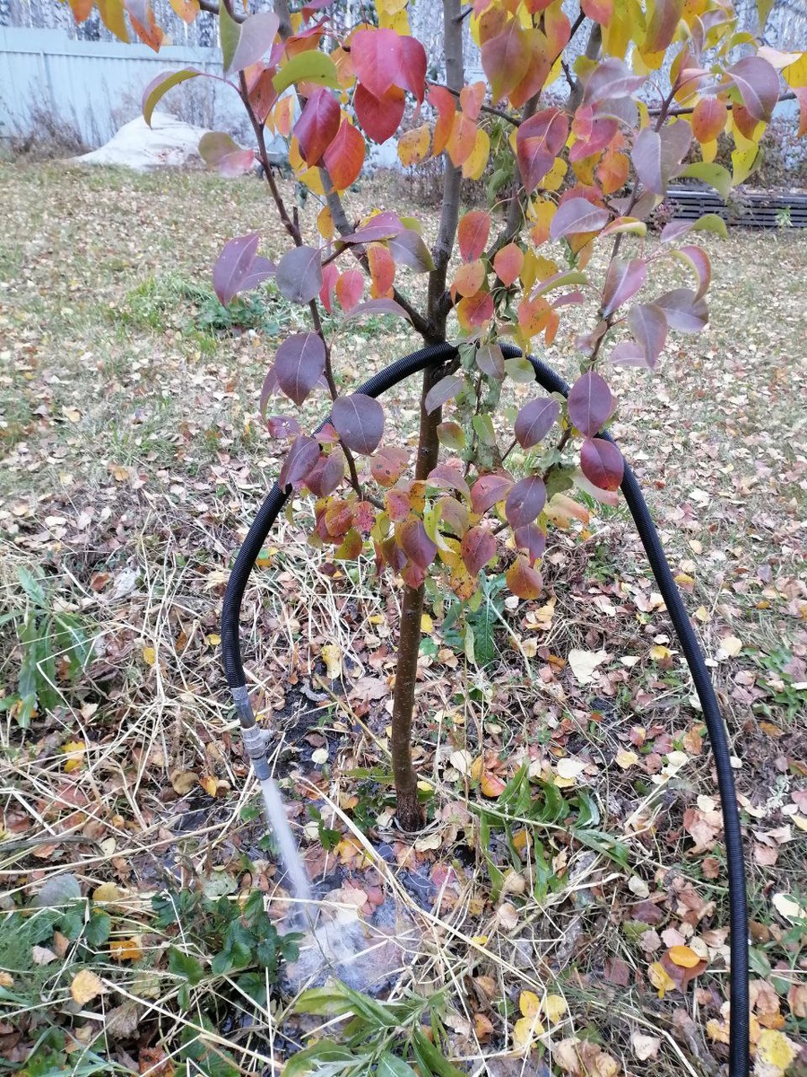 Подзимний полив деревьев в саду я уже сделала т- моё фото