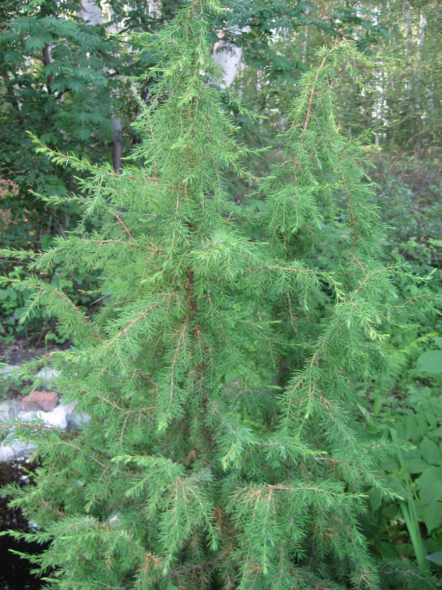 Можжевельники поливать обязательно