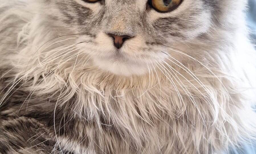 ❗ДОМА❗🆘 Срочно ищем семью для породистого котика Кузи. ПОСТ-S.O.S 🆘