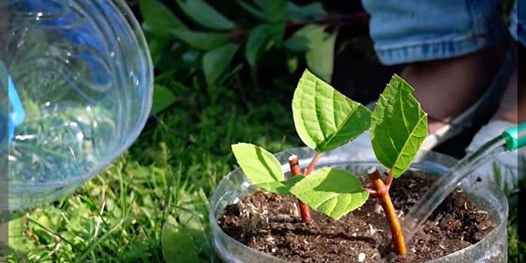 Как черенкованием размножить метельчатую гортензию осенью: малоизвестный секрет полного укоренения черенков гортензии