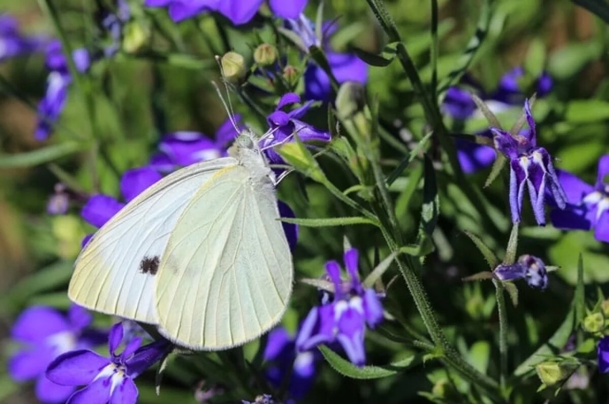    Бабочкам и диким пчелам в Европе угрожает исчезновение