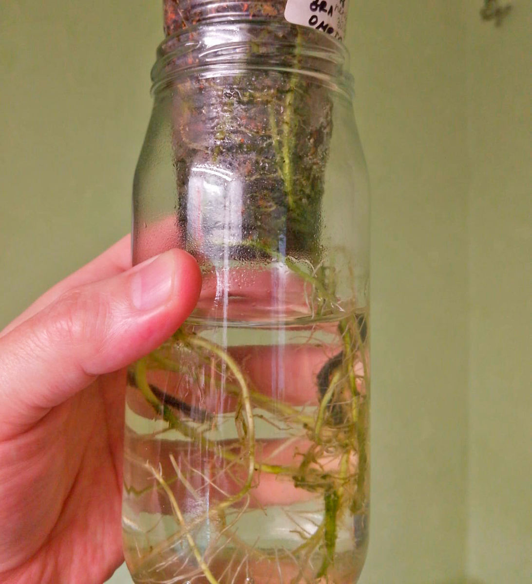 Обрезка корней. Фото: Омега лист