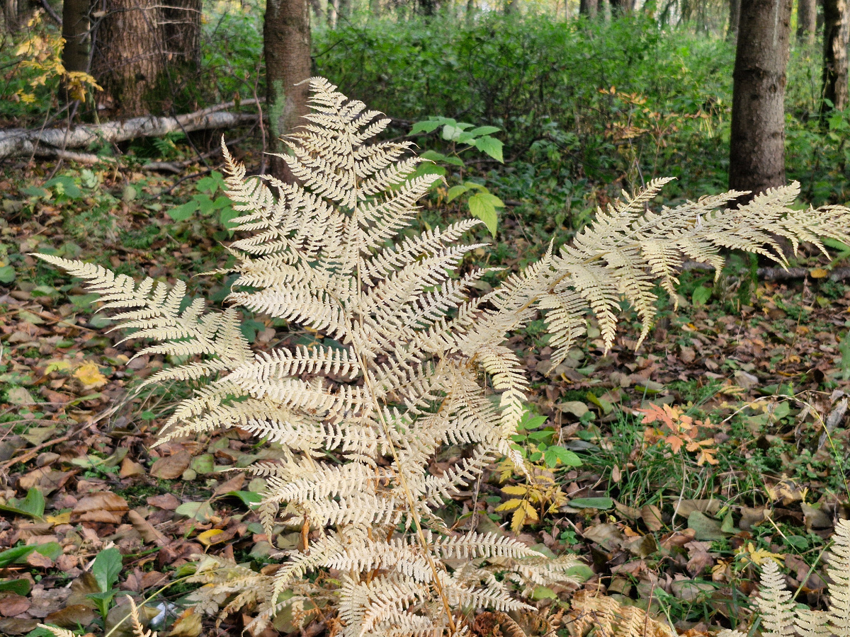 Белый папоротник,  фото автора