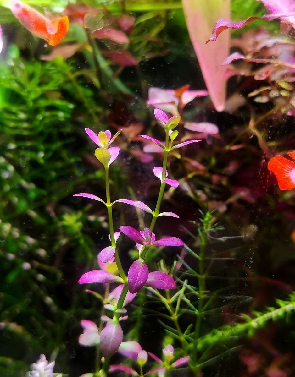 В аквариуме Юрия Христенко 