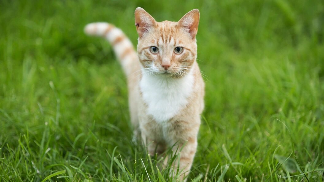    Aleksey Smyshlyaev/Globallookpress