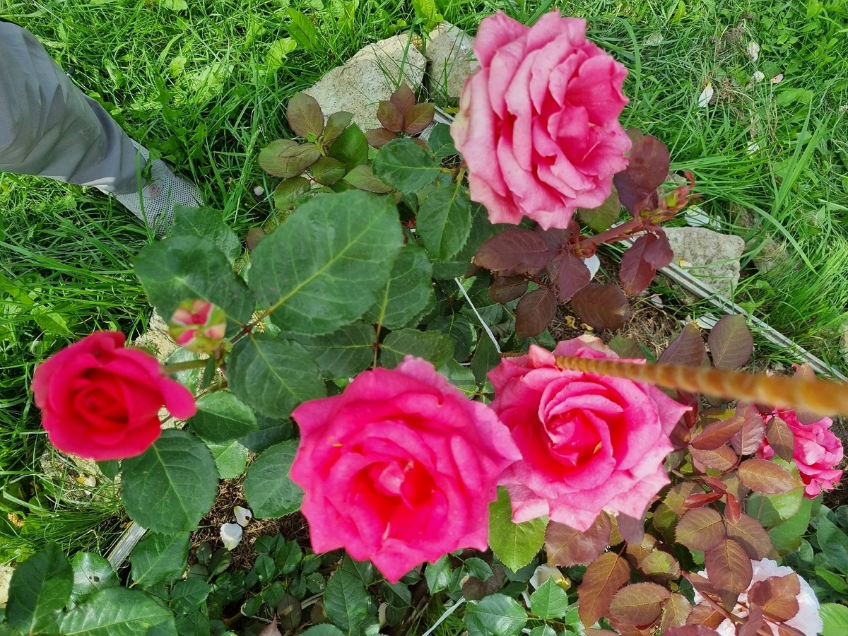   Укрываю розы в октябре: кусты больше не вымерзают и не выпревают под укрытием - 5 проверенных способов