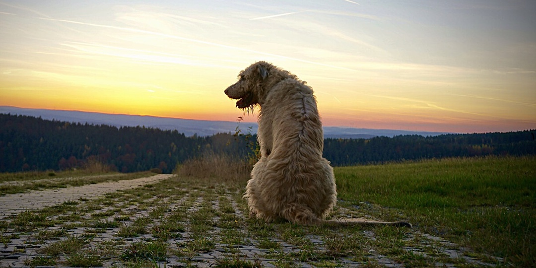 Он пришёл с пулей в груди