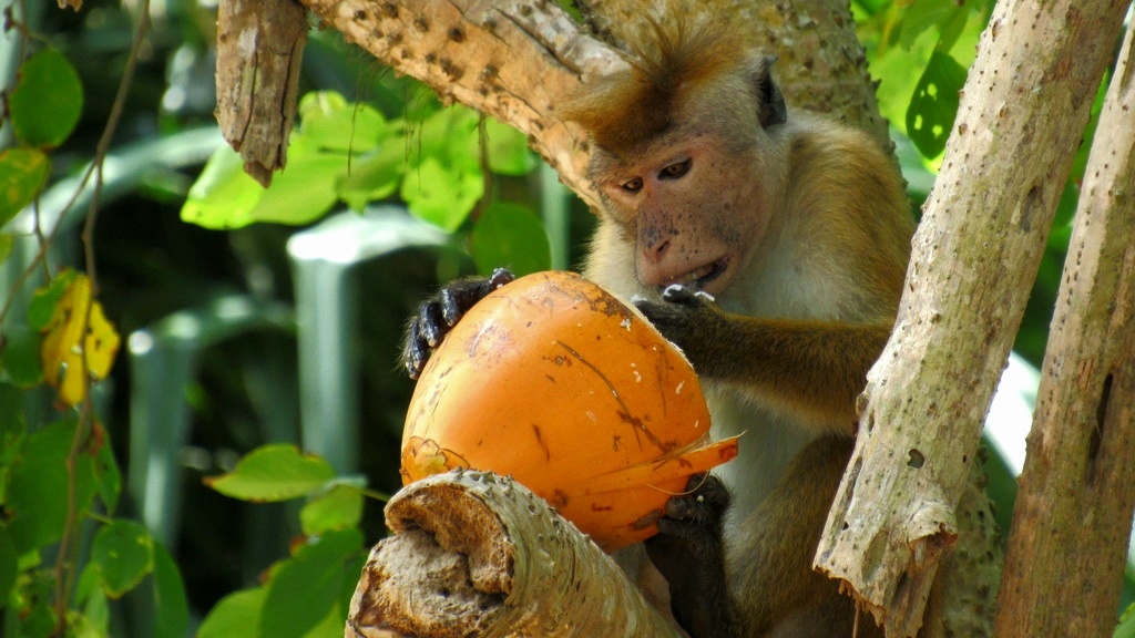 Цейлонский макак - эндемик Шри-Ланки. Встречен в Унаватуне