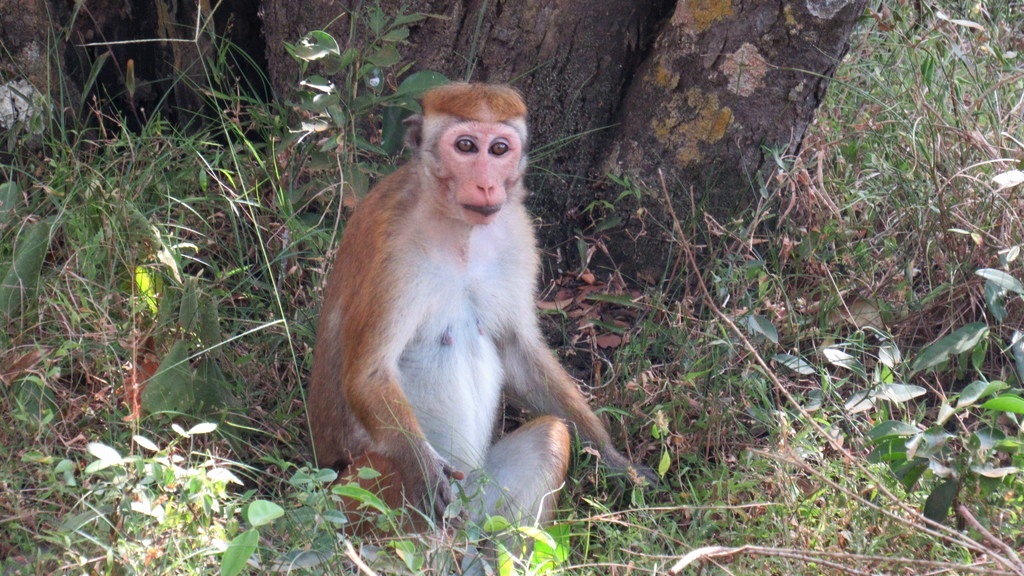 Красавчик, не правда ли? Причёска забавная. Встречен в Анурадхапуре 