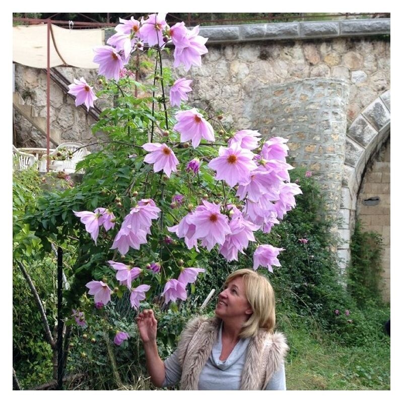 Фото: георгин Империалис